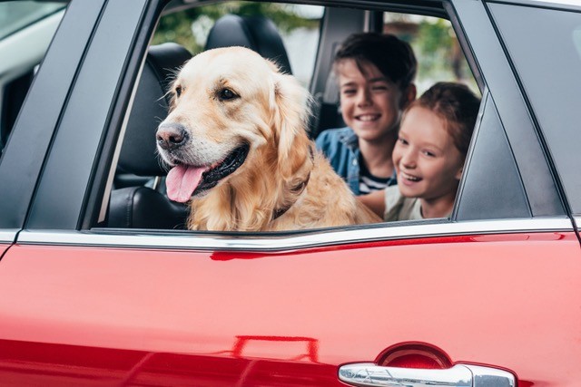 BeliceWeb.it - Cuccioli in vacanza: vivere con serenità la prima estate di Fido