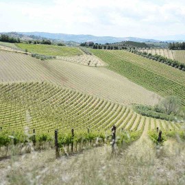 Andar per vini nelle Marche: la cantina medievale CIÙ CIÙ