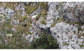 Capre coraggiose: sopravvivenza nella montagna dopo l'attacco dei lupi