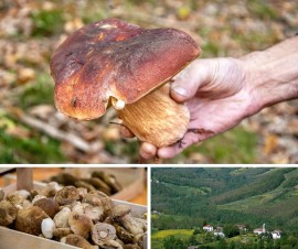 Se il Porcino si incorona re dell’Appennino