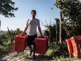 Terroir Dogliani: dal Dolcetto ai nuovi vitigni