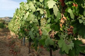 Ghjlà: la nuova frontiera del Vermentino di Gallura per la ristorazione internazionale, firmata Vigne Cappato