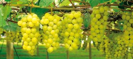 Presentazione della Puglia Regione partner di Macfrut 2024 e focus sull’uva da tavola