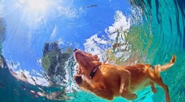 Il lungo week-end di ferragosto al Baubeach®