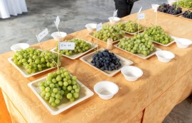 Al Macfrut Table Grape Symposium i programmi di breeding dell’Università di Catania