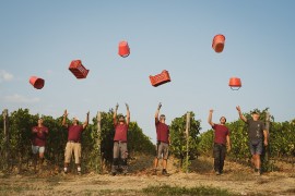 Vendemmia 2022 a Vallepicciola, l’enologo Alessandro Cellai: «Qualità assicurata grazie alla raccolta manuale e annata eccezionale per il Pinot Nero»