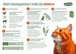 Gatti e proteine: i falsi miti da sfatare