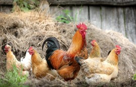 Benvenuti nel mondo dell'allevamento di galline: Presentazione del nuovo portale web Nelpollaio.it