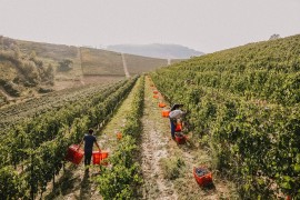 Terre Alfieri in Paniere: appuntamento il 21 novembre a Tigliole (AT) con i DOCG