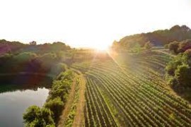 Attems presenta il nuovo millesimo del Sauvignon Blanc Cicinis Collio DOC 2021