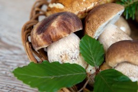 Cena dei funghi porcini, sabato 1° ottobre a Pisa