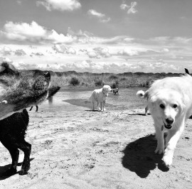 Baubeach®: aperte le iscrizioni ai nuovi corsi di Dog Management Turistico IHOD®