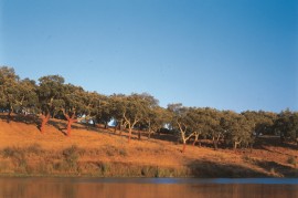 Cambiamento climatico: decortica anticipata per il benessere delle piante  