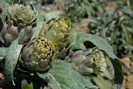   In Sicilia nasce un nuovo Presidio Slow Food: il carciofo di Niscemi