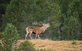 Il bramito dei cervi nei boschi dorati dal foliage: autunno a Trafoi, nel Parco nazionale dello Stelvio, con i percorsi proposti dall’hotel Bella Vista