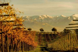Il Consorzio Tutela Vini d'Abruzzo a Düsseldorf: l'appuntamento è al Prowein 2025