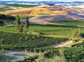 Vino, enoturismo: la rivincita di Montalcino, in estate presenze a +20% sul pre-covid. Stranieri in crescita dell’87% sul 2021