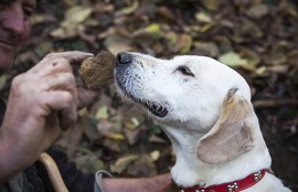 A tutto Tartufo