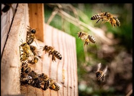3 Bee, la start up agri-tech leader in Italia da sempre impegnata nel proteggere le api con la tecnologia 