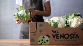 CAVOLFIORE VAL VENOSTA, il re degli orti di montagna, disponibile da inizio giugno a fine ottobre
