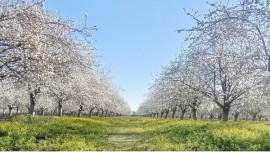  Israele: 25 Gennaio 2024 TU BISHVAT il Capodanno degli alberi 