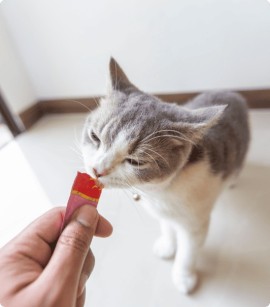 Passione felina. Allarme caldo per i gatti: cosa fare per mantenere alta l’idratazione