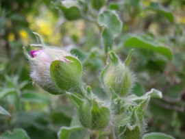 CISTUS INCANUS L.: una pianta mediterranea particolarmente efficace per aumentare le difese immunitarie