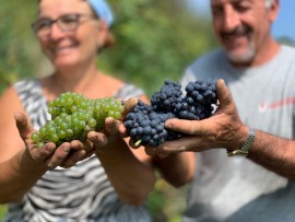 Iniziata il 10 agosto la vendemmia delle uve per l'Alta Langa Docg: la raccolta si concluderà alla fine del mese