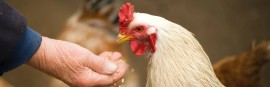 Europoll: l'azienda avicola di Caraglio con oltre 75 anni di qualità e tradizione nell'allevamento di carni bianche