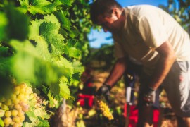 Monteverro, il climate change riscrive le tempistiche della vendemmia 2022