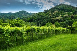 Prowein chiama, Soave e Lessini Durello rispondono