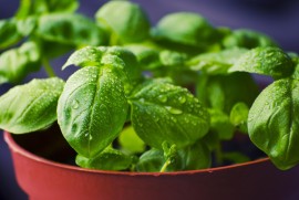 Potatura del basilico: Come e quando farla senza errori