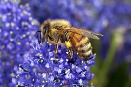 Le api sentinelle dell’aria che respiriamo