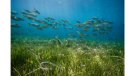 Turismo sostenibile in barca per la Giornata Mondiale della Biodiversità 2025