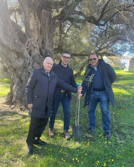 Giornata mondiale dell’olivo: il Consorzio dell’Olio di Calabria IGP a Villacidro (CA)