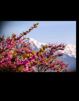 Appuntamenti clou di “Lana in fiore 2024”, la grande festa della primavera in Alto Adige