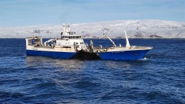C'è più vita nella pesca sostenibile 