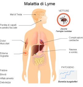 Malattia di LYME: tanto diffusa quanto sottovalutata e poco conosciuta