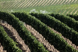 PRECISIAMO: concluso con successo il progetto per l’innovazione vitivinicola del Morellino di Scansano