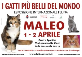 I GATTI PIU' BELLI DEL MONDO al Centro Sportivo di MALEO