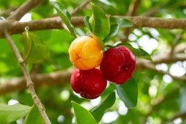 Acerola: la regina della vitamina C