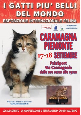 I gatti più belli del mondo arrivano a Caramagna Piemonte (Cuneo)