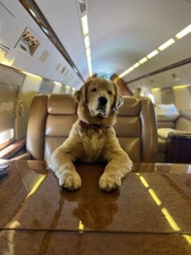 K9 JETS lancia il nuovo volo da Milano a New York: volare in compagnia dei propri amici a 4 zampe non è mai stato così facile e piacevole!