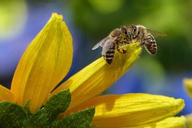 Studi interessanti sulla capacità degli impollinatori di disintossicarsi dalle tossine delle piante