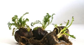 Maca (Lepidium meyenii): Tradizione, Scienza e Benefici per la Salute