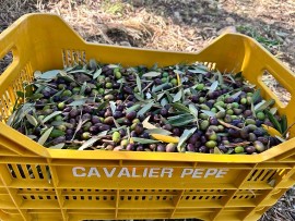 “La Raccolta delle Olive” alla Tenuta Cavalier Pepe, tra le prime 100 Eccellenze al mondo del World’ Best Vineyards, dal 27 ottobre al 19 novembre 2023