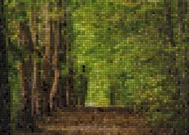 OPEN CALL Bosco - tessuto vitale di connessioni