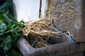 La rivincita delle aree interne: la pastinaca di Capitignano e la cipolla di Bagno sono i due nuovi Presìdi Slow Food in Abruzzo