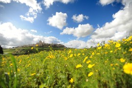 Malta selvatica: itinerari tra le erbe spontanee dell’Arcipelago