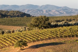 Montecucco DOC e DOCG: il volto selvaggio della Toscana che si fa sempre più largo nel grande panorama vitivinicolo mondiale